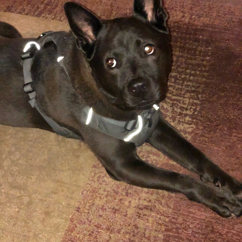 Meet your Posher, Abigail